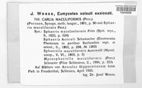 Mycosphaerella maculiformis image